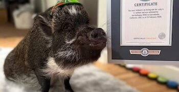 Viral en redes y récord Guinness: la vida de Merlin, el cerdo que “habla” y conquistó a más de un millón de seguidores