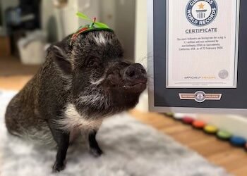 Viral en redes y récord Guinness: la vida de Merlin, el cerdo que “habla” y conquistó a más de un millón de seguidores