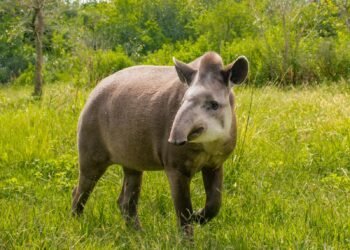 Buscan declarar al tapir como Monumento Natural Nacional para garantizar su máxima protección
