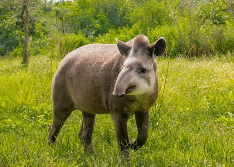 Buscan declarar al tapir como Monumento Natural Nacional para garantizar su máxima protección
